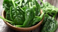 cani mangiano spinaci