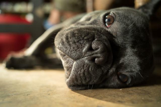 Foto Diarrea acuta nei Cani
