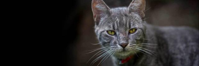 gatto debole letargico