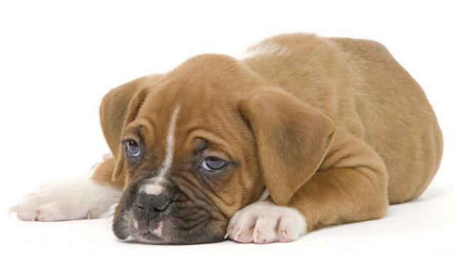 cucciolo diarrea rimedi