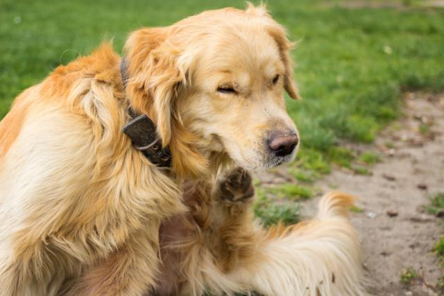 Foto Prurito, prurito, prurito - Il cane non smette di grattarsi