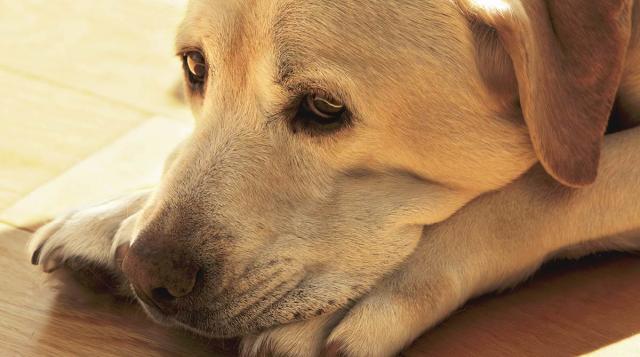 cane piange di notte