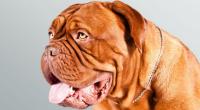 Dogue de Bordeaux