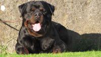 Rottweiler