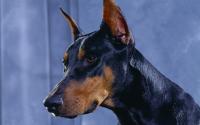 doberman