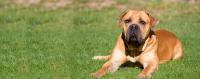 cane Boerboel