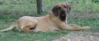 Fila Brasileiro