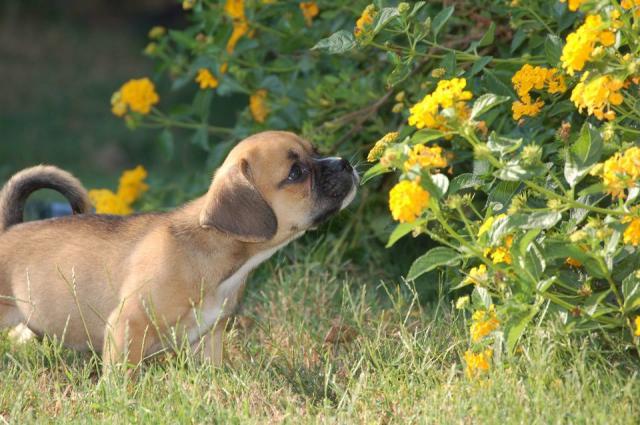 Foto Repellenti per allontanare i cani