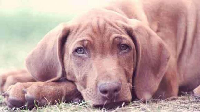 Foto Vermi nel cane: quali sono