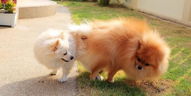 profumi per cani