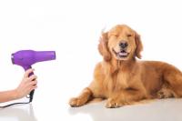 deodoranti per cani