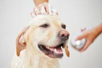 shampoo per cani profumati