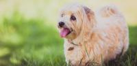 trattamento antipulci cane