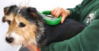 come impiantare microchip al cane