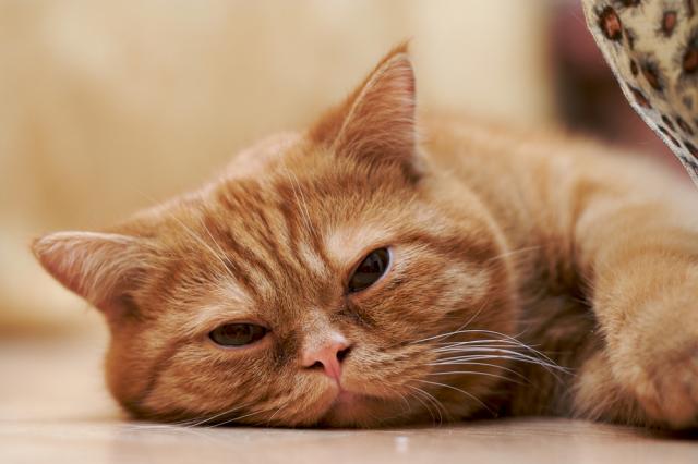 Il Gatto Vomita Sangue Cause E Cure Mondopetsit