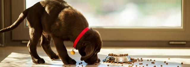 alimentazione malattia renale cane