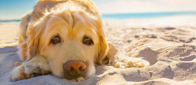perdita di appetito e minzione frequente nei cani perdita di appetito e minzione frequente nei cani