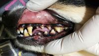 cane denti tartaro