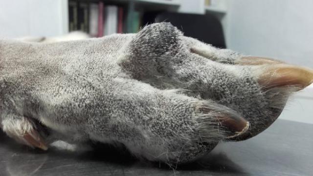 melanoma nel cane