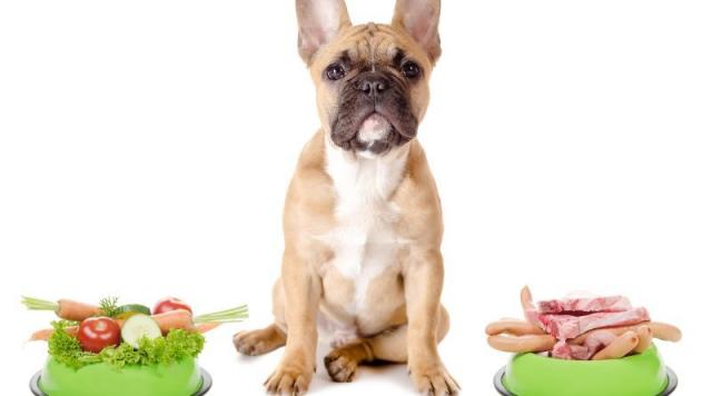 requisiti di dieta per cani senior requisiti di dieta per cani senior