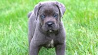 cucciolo cane corso