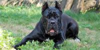 cane corso