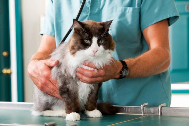 Foto Radiografie addominali per Gatti