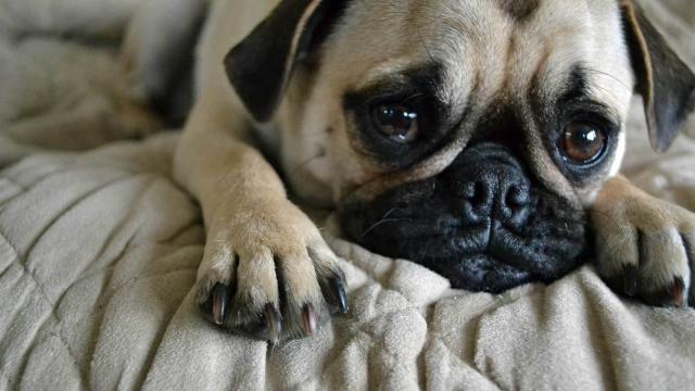 cane piange