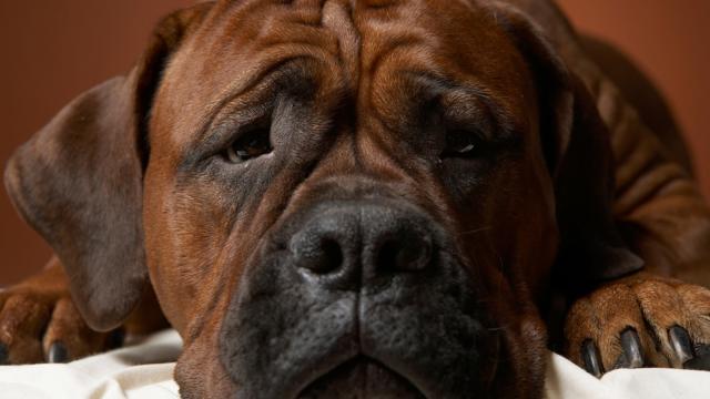 cane triste