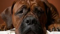 cane triste