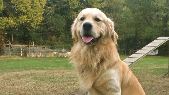 Foto Probiotici per cani: alcuni consigli