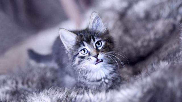Foto Perchè il mio gatto piange?