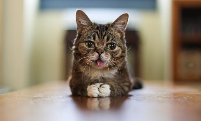 cibo per gatti