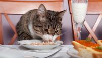 gatto alimentazione