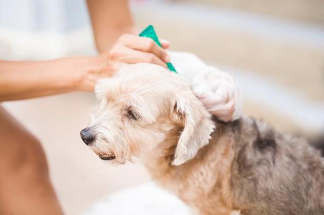 Foto Migliori pipette per Cani: alcuni consigli