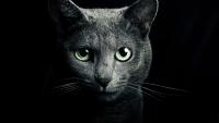 gatti neri superstizione