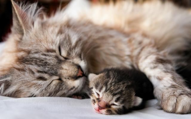 Foto Sterilizzare il Gatto: quando e perchè?