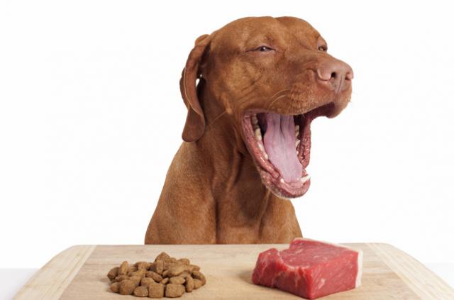 Foto Cibo crudo per cani (BARF): benefici e rischi