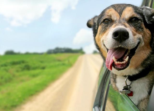 Foto Farmaci per il vomito nel Cane