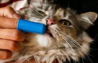 pulire denti gatto