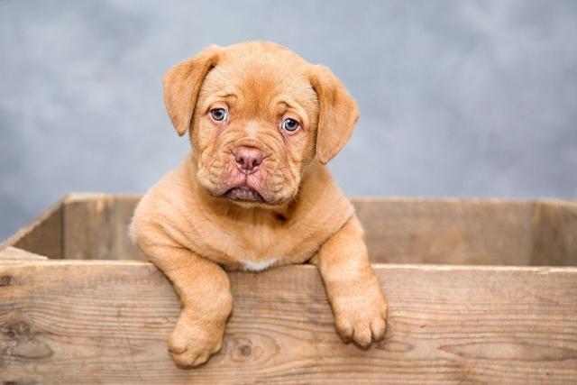 Foto Nomi di Cani giapponesi