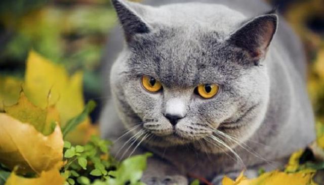 Foto Nomi giapponesi per Gatti