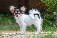 cane papillon