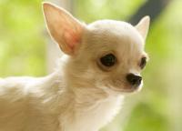 cane chihuahua