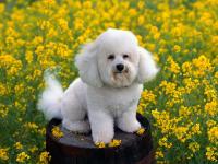 cane Bichon Frise