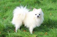 pomerania cane