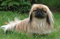 cane Shih Tzu