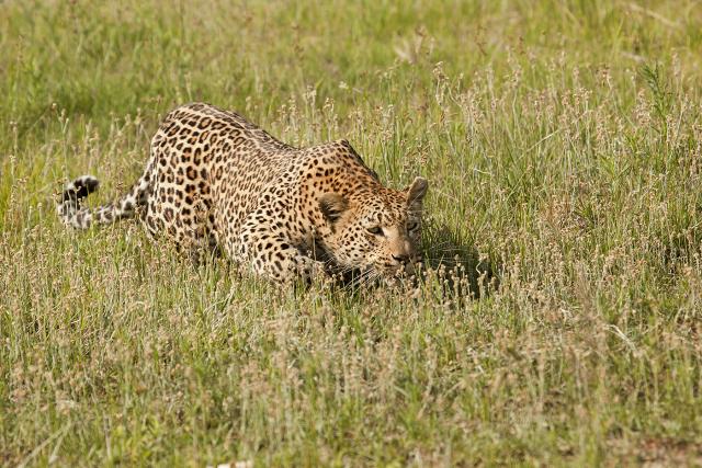leopardo a caccia