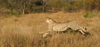ghepardo durante la caccia