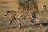 coda del leopardo